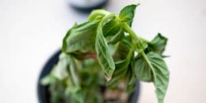 Basil Leaves Curling