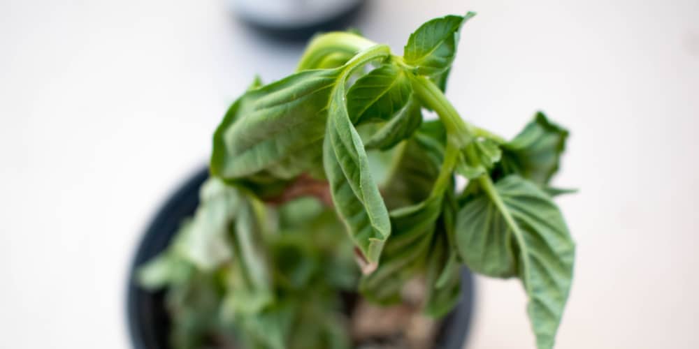 Reviving A Basil Plant