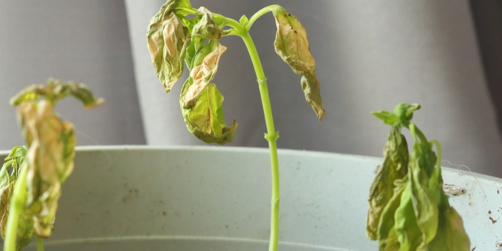 Why Is My Basil Plant Turning Yellow