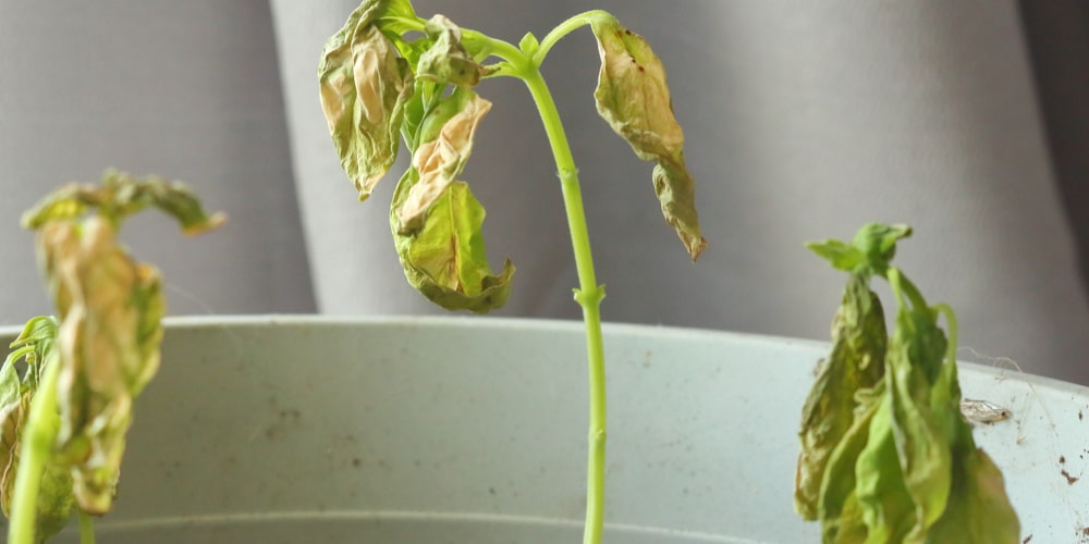 Reviving A Basil Plant