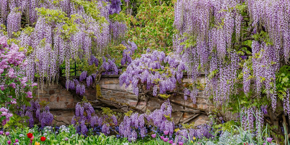 Does Wisteria Grow In Florida