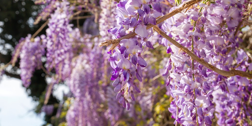 does wisteria kill trees