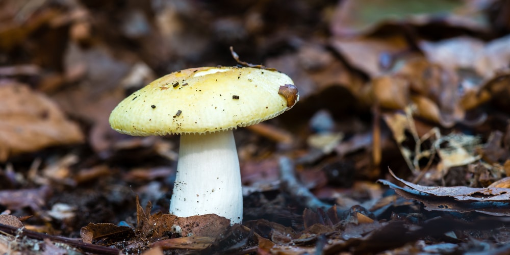 Why Are White Mushrooms Growing in My Yard?