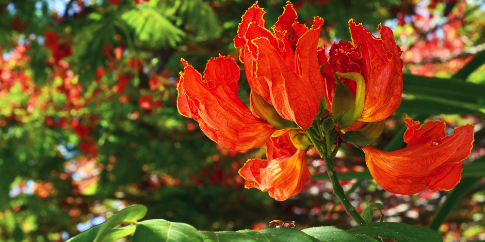 florida tree with orange flowers