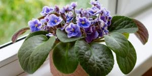 african violet wilted leaves