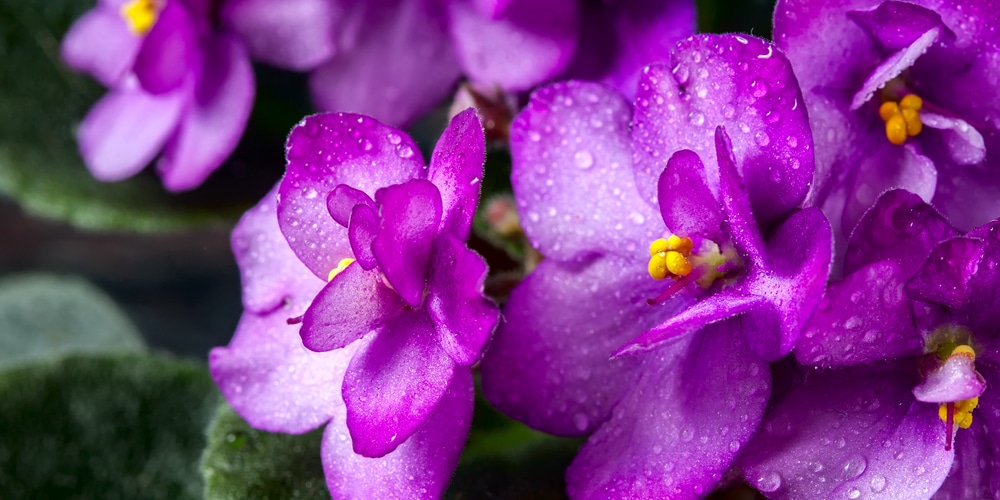 African Violet Fertilizer