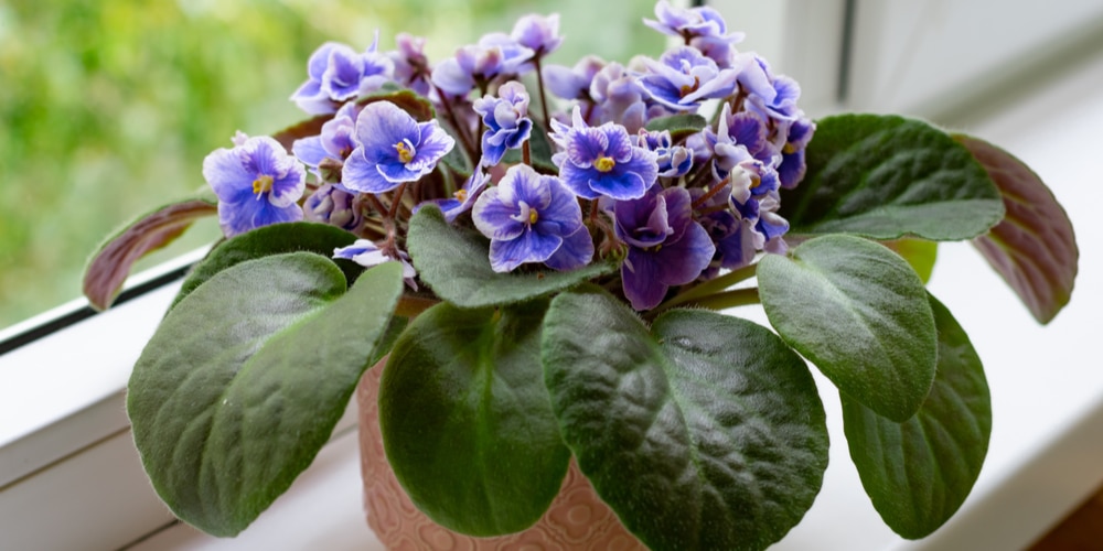 Purple Indoor Plants