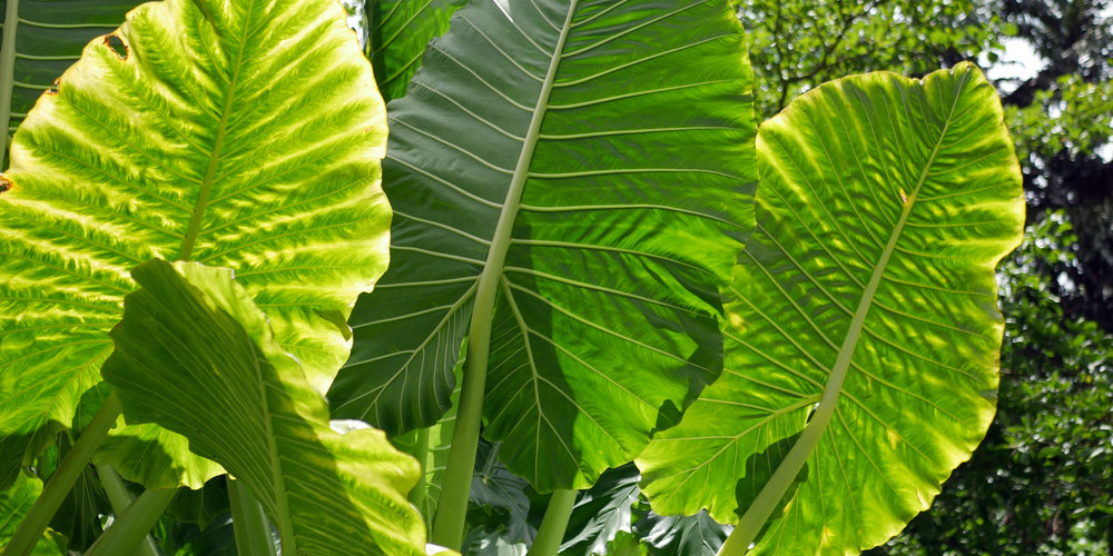 Alocasia Macrorrhiza