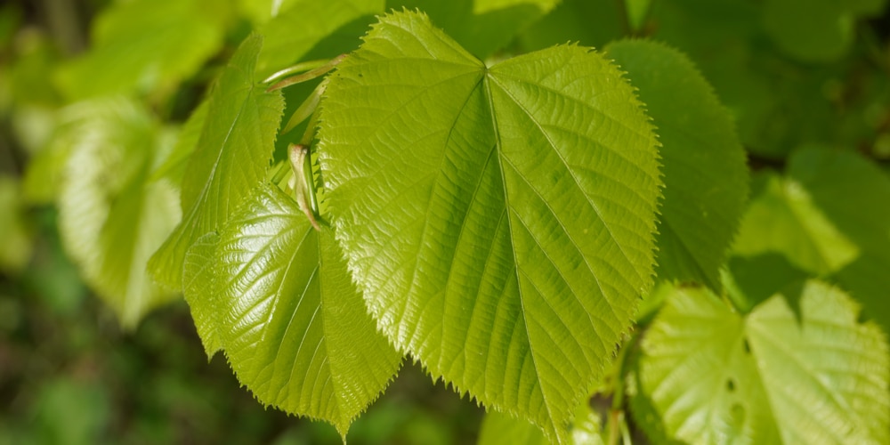 Trees with heart shaped leaves