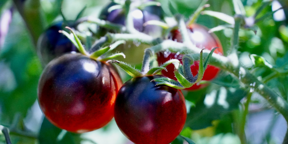 when to plant tomatoes in tn