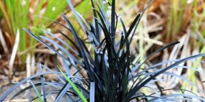 liriope vs monkey grass