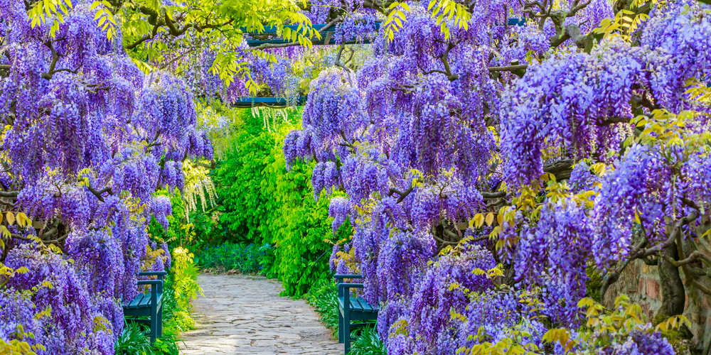 trees with purple flowers