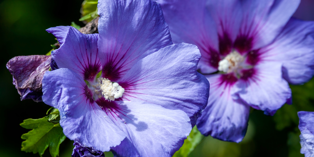 Trees With Purple Flowers in Virginia