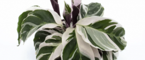 calathea white fusion turning green