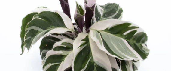 calathea white fusion