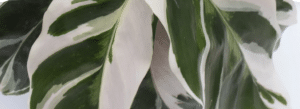 calathea white fusion turning green