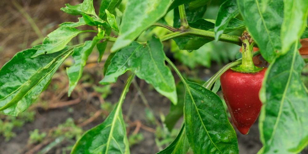 California Wonder Pepper Plant