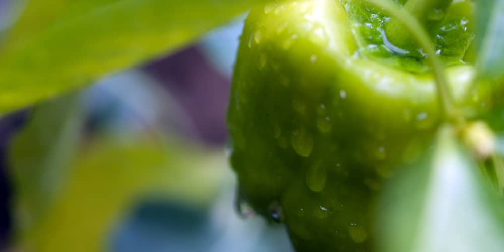 green pepper plant wilting