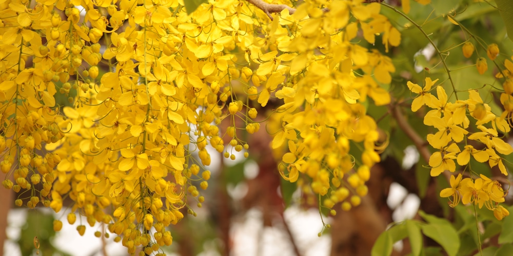 Florida trees with yellow flowers