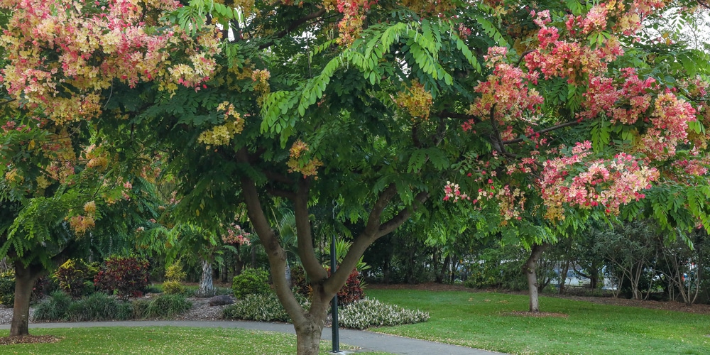 Trees with Yellow Flowers