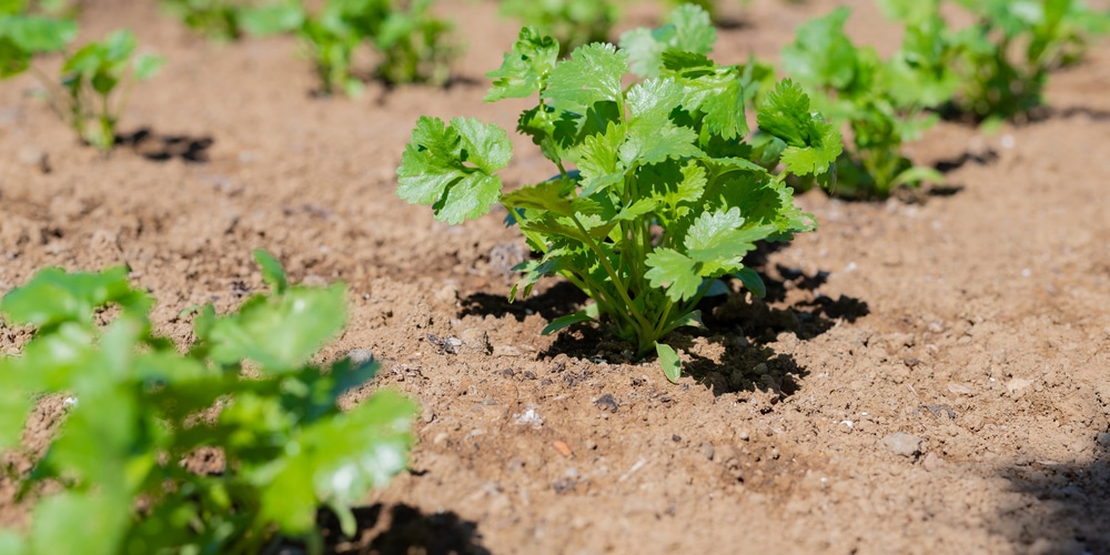 When To Transplant Coriander Seedlings