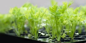cilantro seedling