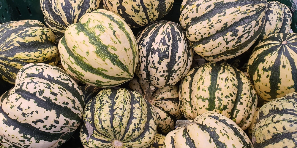 white squash varieties