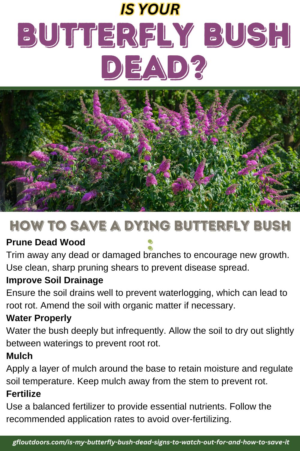 TEXT: Prune Dead Wood
Trim away any dead or damaged branches to encourage new growth. Use clean, sharp pruning shears to prevent disease spread.
Improve Soil Drainage
Ensure the soil drains well to prevent waterlogging, which can lead to root rot. Amend the soil with organic matter if necessary.
Water Properly
Water the bush deeply but infrequently. Allow the soil to dry out slightly between waterings to prevent root rot.
Mulch
Apply a layer of mulch around the base to retain moisture and regulate soil temperature. Keep mulch away from the stem to prevent rot.
Fertilize
Use a balanced fertilizer to provide essential nutrients. Follow the recommended application rates to avoid over-fertilizing.