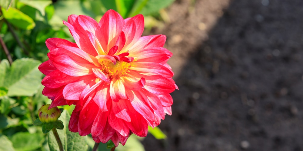 Dahlia vs. Zinnia