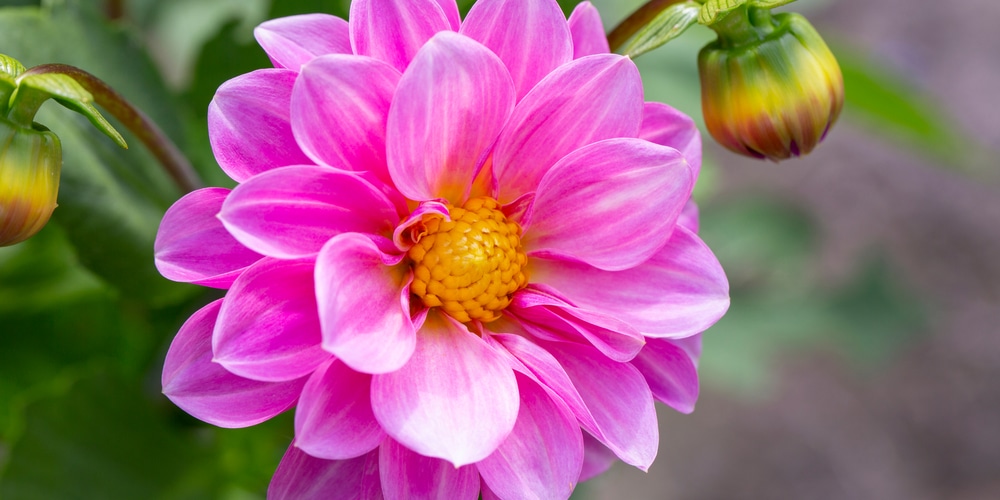 are dahlias perennials