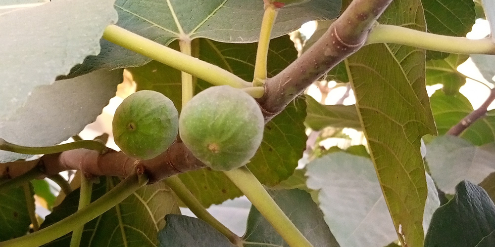Desert King Fig Tree