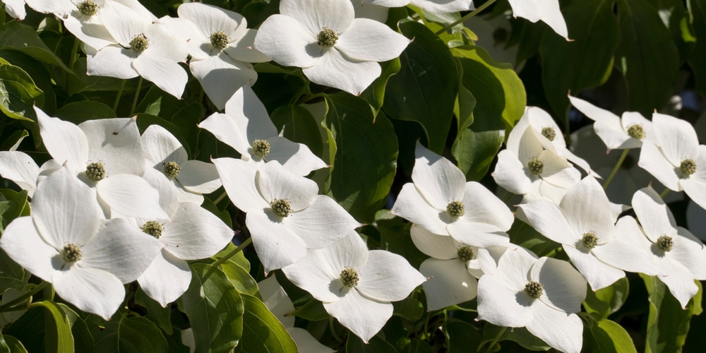 dogwood tree with red berries