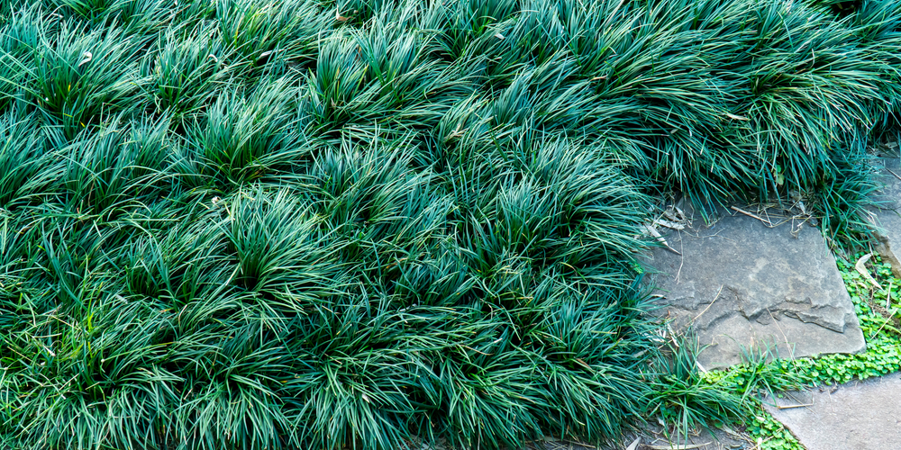 Dwarf Mondo Grass as Lawn