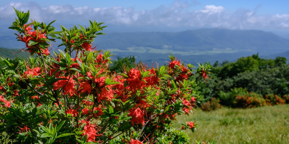 Do Azaleas Attract Butterflies