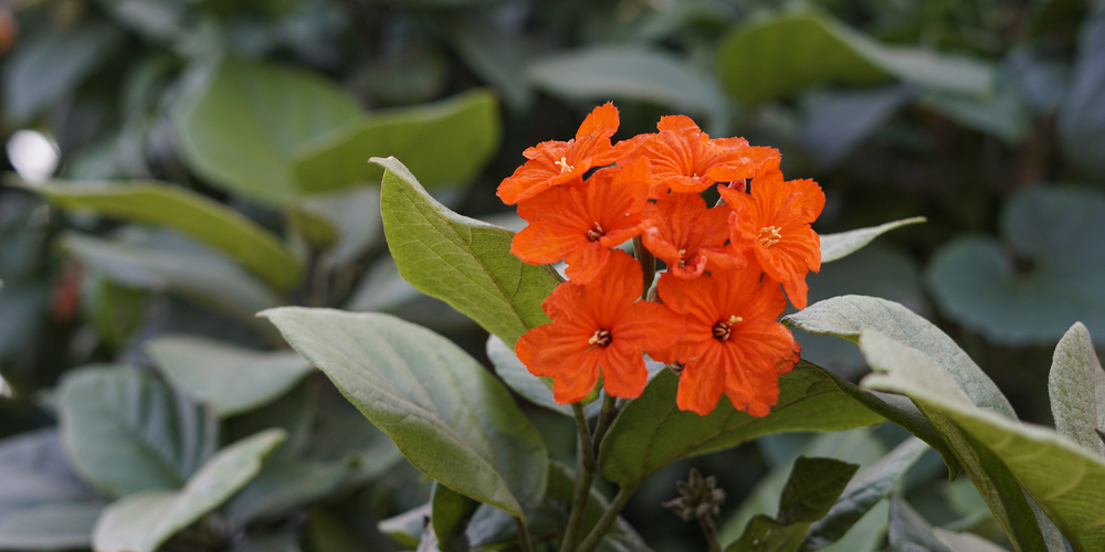 trees with orange flowers