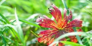 Geranium Leaves Turning Red