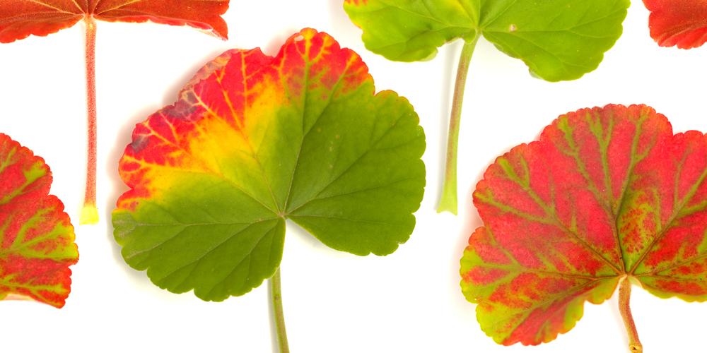 Geranium Leaves Turning Red