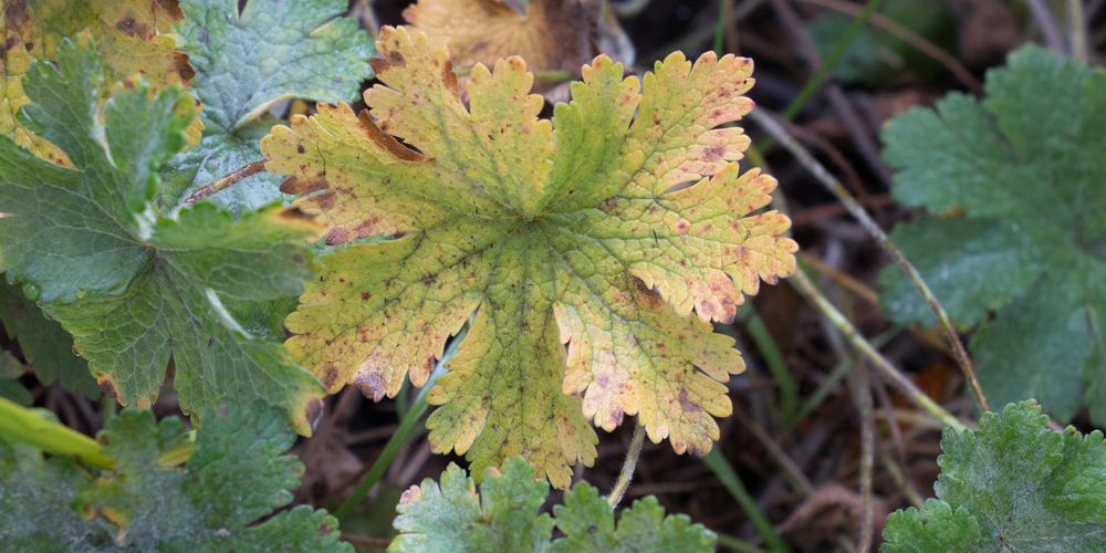 Why Are The Leaves On My Geraniums Turning Yellow