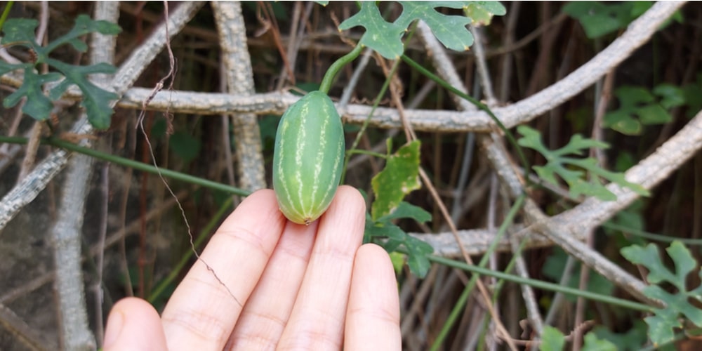 bush cucumber varieties