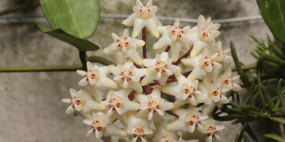 hoya elliptica