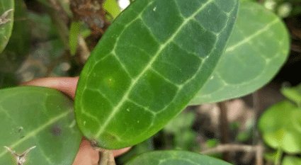 hoya elliptica