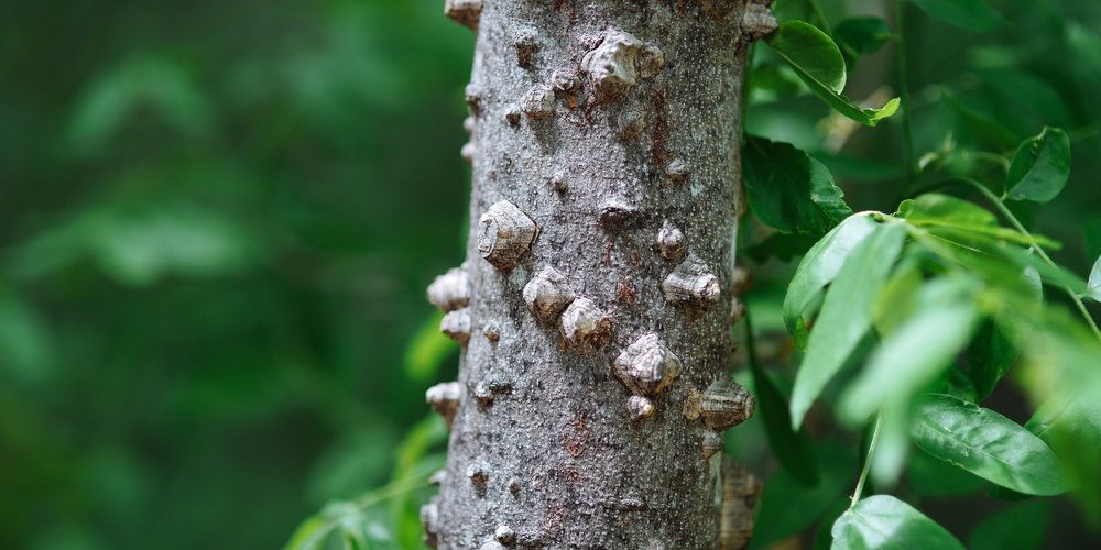 Trees with spikes on trunk