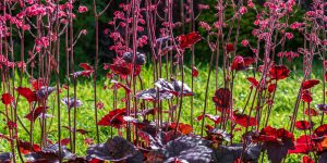 dividing heuchera