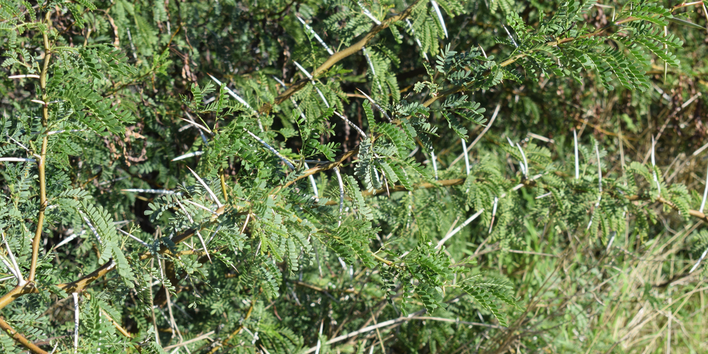 trees with thorns in georgia