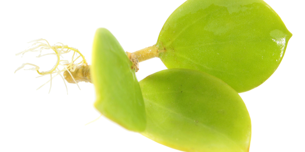 Hoya pachyclada