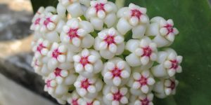 Hoya pachyclada