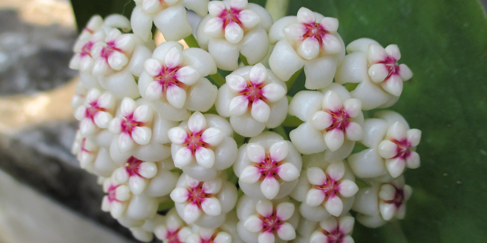 Hoya pachyclada