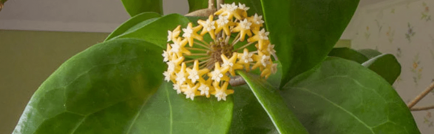 Hoya Surigaonesis