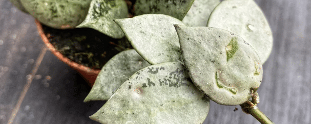 Hoya krohniana silver