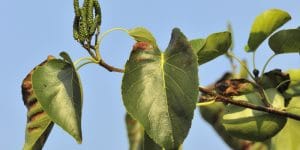 Central Oregon Native Plants